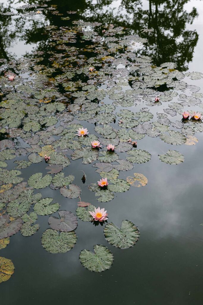 Romantischer Lilienteich auf dem weitläufigen Gelände von Weissenhaus, eine malerische Kulisse für Hochzeitsfotos.