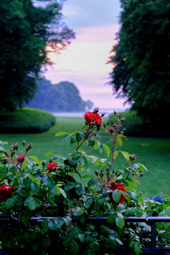 Überall im Park des Weissenhauses findet man Blumen, Rosen und unendliche Blicke in die Ferne. 